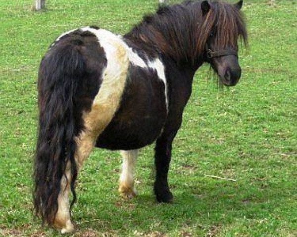 Zuchtstute Birdie (Shetland Pony, 2001, von Knock Court Jester)