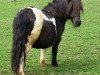 broodmare Birdie (Shetland Pony, 2001, from Knock Court Jester)