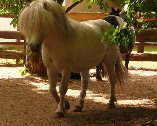 stallion Harvey (Shetland Pony, 2000, from Heraut v.d. Dingehoeve)