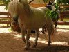Deckhengst Harvey (Shetland Pony, 2000, von Heraut v.d. Dingehoeve)