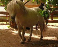 Deckhengst Harvey (Shetland Pony, 2000, von Heraut v.d. Dingehoeve)