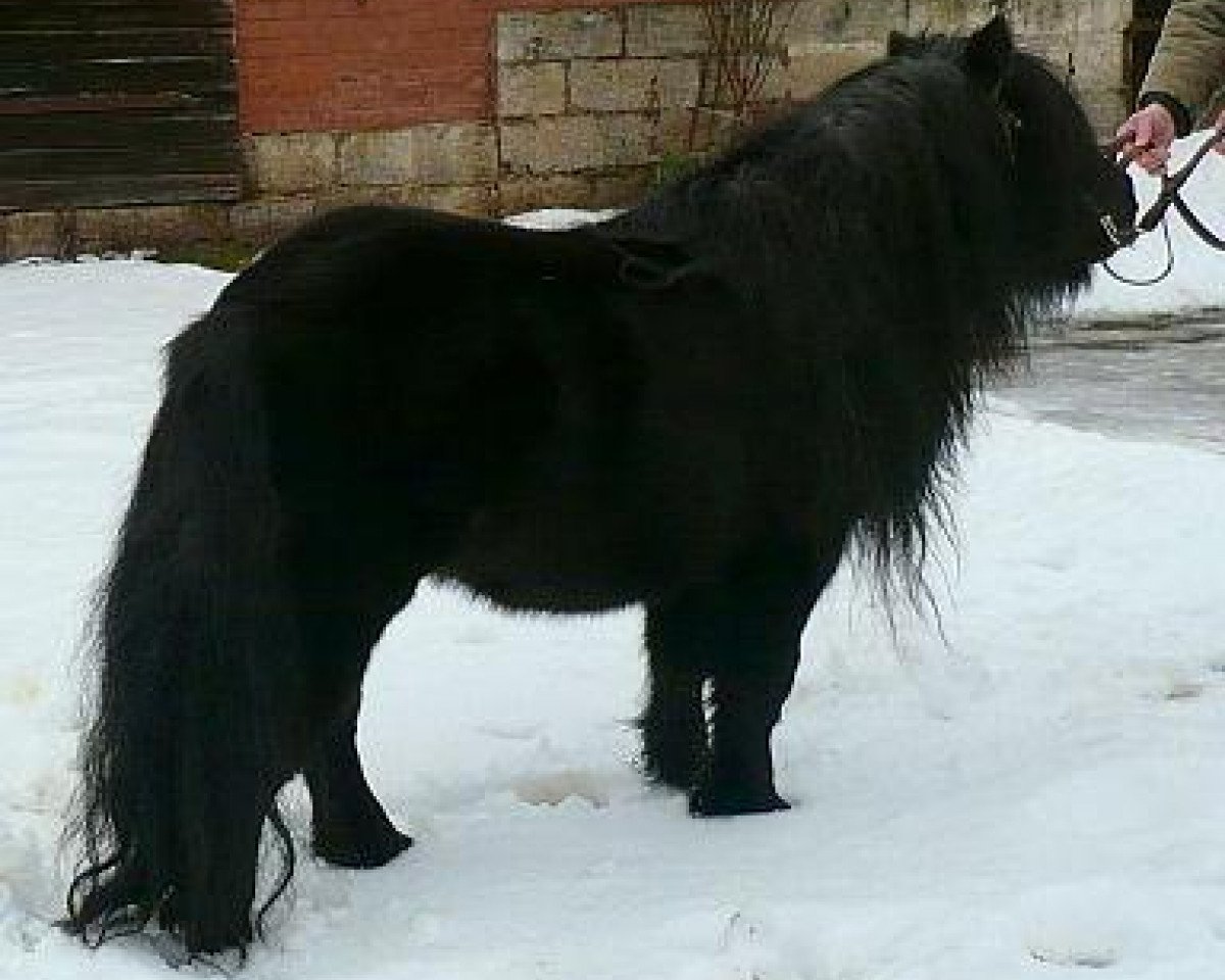 stallion Narwin v. h.Veen (Shetland Pony, 1998, from August van de Kosterweide)
