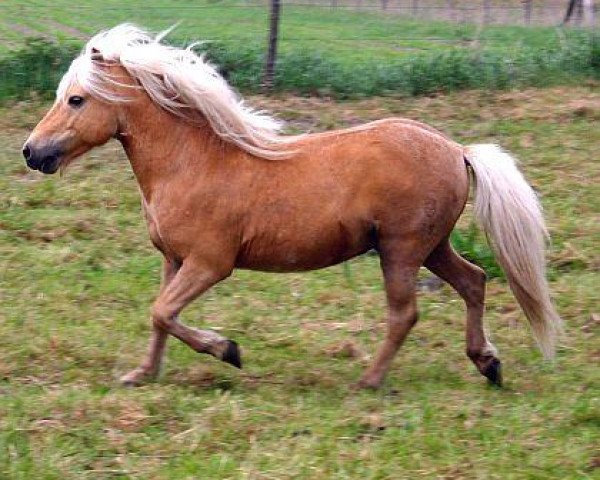 Deckhengst Karlos (Shetland Pony, 2005, von Kados)