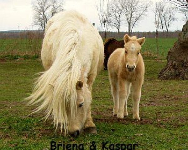broodmare Briena (Shetland Pony, 2003, from Advokat)