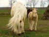 broodmare Briena (Shetland Pony, 2003, from Advokat)