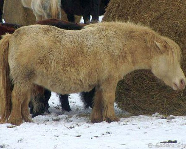 Zuchtstute Biene IV (Shetland Pony, 1996, von Perseus II)