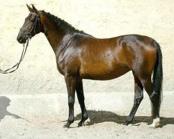 broodmare Beloved (Oldenburg, 2002, from Kostolany)