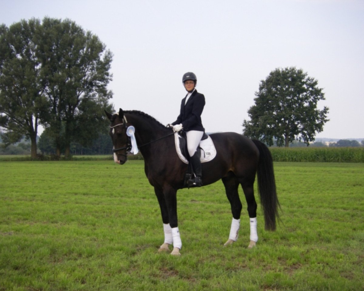 Dressurpferd Corleone 63 (Bayer, 2005, von Competent)