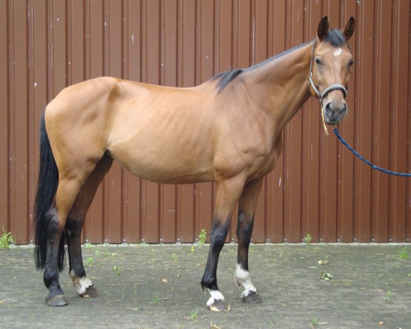 broodmare Ließchen-Müller (Zweibrücken, 2000, from Lambada)