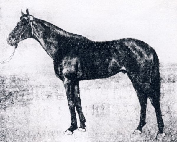 stallion Agregat xx (Thoroughbred, 1943, from Artist's Proof xx)