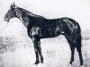 stallion Agregat xx (Thoroughbred, 1943, from Artist's Proof xx)