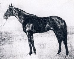 stallion Agregat xx (Thoroughbred, 1943, from Artist's Proof xx)