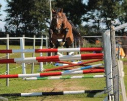 stallion Seven seas of love (German Warmblood, 2005, from Sharan Dei Gratia)