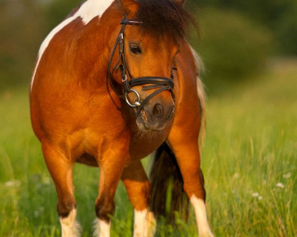 dressage horse Brown Sugar (Browny) (American Classic Shetler. Pony, 2002)