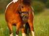 dressage horse Brown Sugar (Browny) (American Classic Shetler. Pony, 2002)