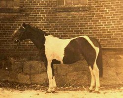 Deckhengst Apart (Trakehner, 1940, von Akrobat)