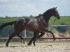 dressage horse Kavalier 106 (Trakehner, 2009, from Kostolany)