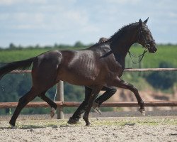 dressage horse Kavalier 106 (Trakehner, 2009, from Kostolany)