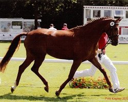 broodmare Diary of Love (Westphalian, 2007, from Dresemann)