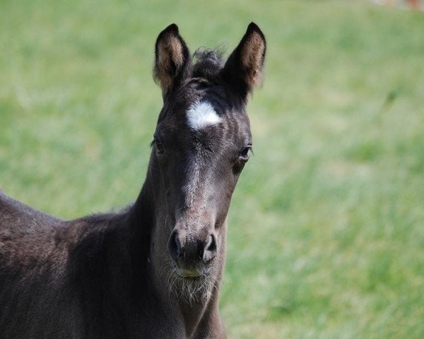 broodmare Persephoné (German Sport Horse, 2014, from Astrix)