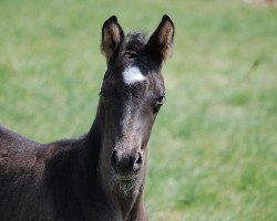 broodmare Persephoné (German Sport Horse, 2014, from Astrix)