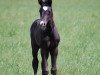 dressage horse Mercy von Moos (German Warmblood, 2014, from Ganymedes M)