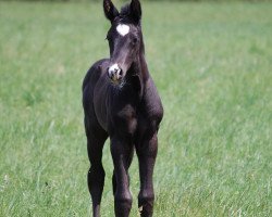 dressage horse Mercy von Moos (German Warmblood, 2014, from Ganymedes M)