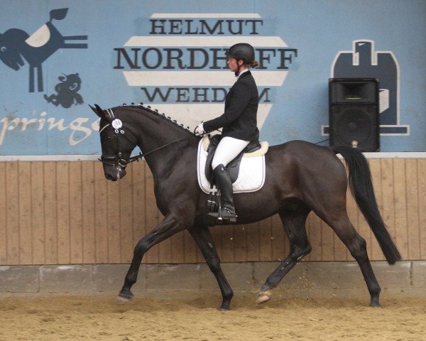 dressage horse Darkside 2 (Hanoverian, 2008, from Dauphin)