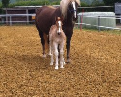 broodmare Elisabeth 22 (Oldenburg, 2008, from Milan)