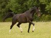 dressage horse Reamon 2 (Westphalian, 2002, from Rilke)