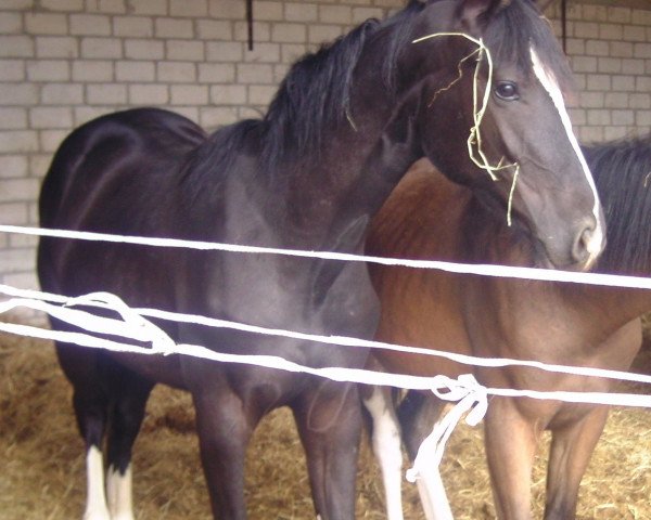 broodmare Contendros Rose (Hanoverian, 2009, from Contendros Bube)