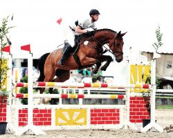 jumper Constantin 94 (Oldenburg show jumper, 2008, from Cola 10)