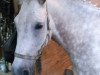 dressage horse Honey Faye (unknown, 2007)