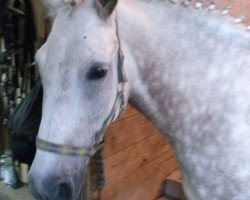 dressage horse Honey Faye (unknown, 2007)