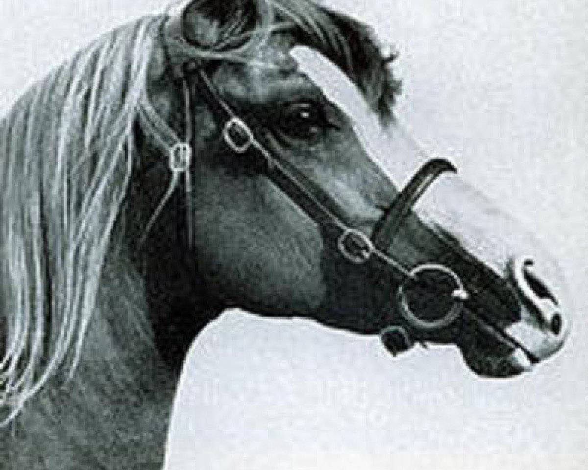 stallion Dancing King ox (ex Nut Is Satisfied) (Arabian purebred, 1961, from Indian King ox)
