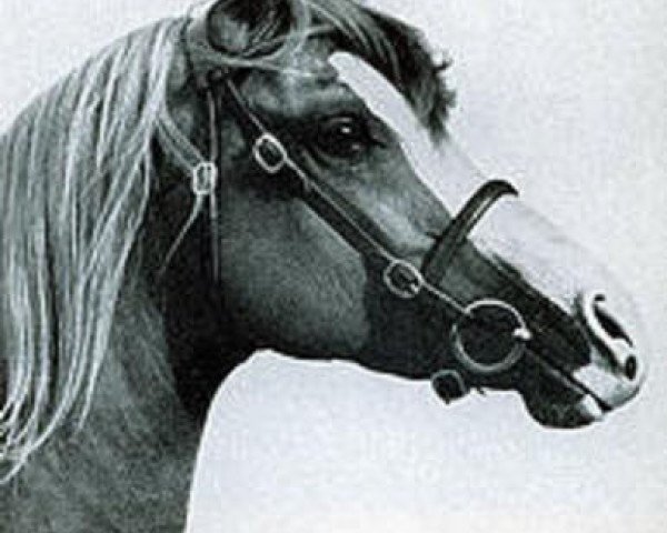 stallion Dancing King ox (ex Nut Is Satisfied) (Arabian thoroughbred, 1961, from Indian King ox)