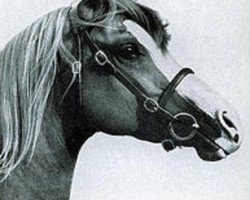 stallion Dancing King ox (ex Nut Is Satisfied) (Arabian thoroughbred, 1961, from Indian King ox)