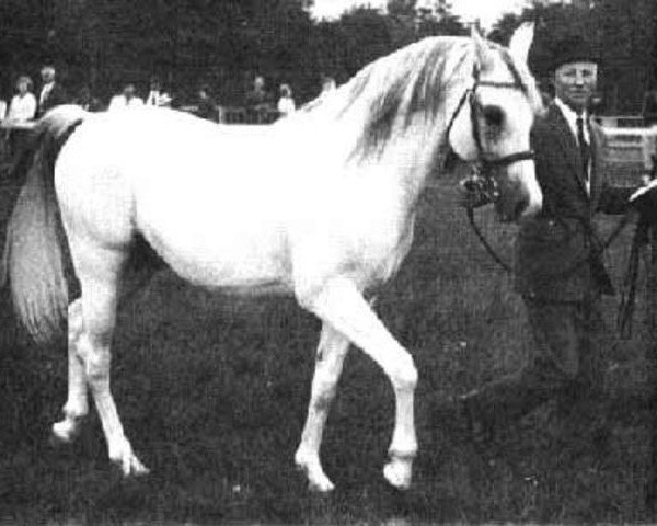 stallion Iridos ox (Arabian thoroughbred, 1951, from Irex ox)