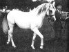 stallion Iridos ox (Arabian thoroughbred, 1951, from Irex ox)