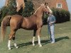 stallion Radfan ox (Arabian thoroughbred, 1964, from Dancing King ox (ex Nut Is Satisfied))