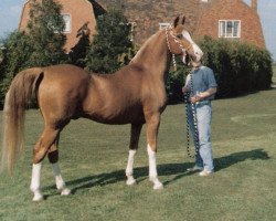 stallion Radfan ox (Arabian thoroughbred, 1964, from Dancing King ox (ex Nut Is Satisfied))