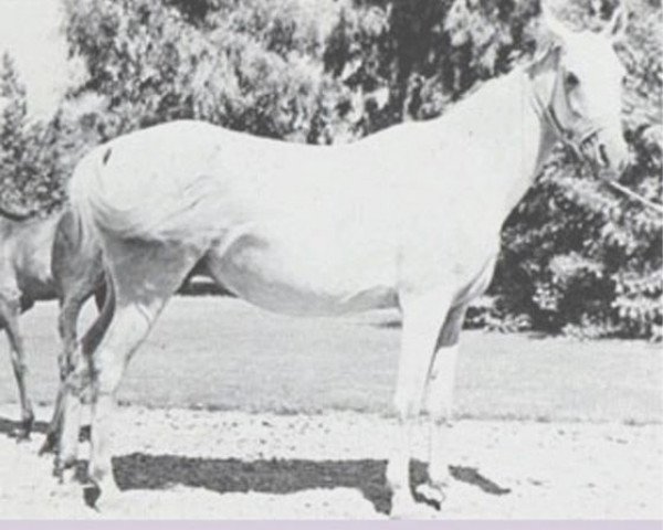 broodmare Lateefa RAS (Arabian thoroughbred, 1945, from Gamil III RAS)