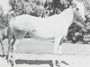 broodmare Lateefa RAS (Arabian thoroughbred, 1945, from Gamil III RAS)
