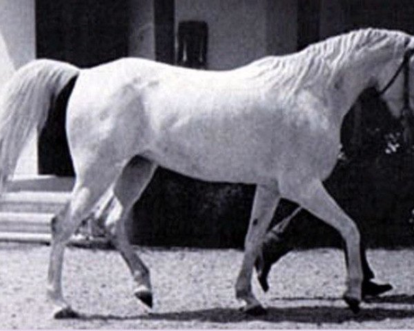 Zuchtstute Ayda EAO (Vollblutaraber, 1954, von Nazeer 1934 RAS)