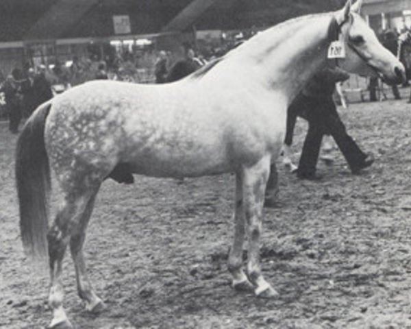 stallion Hamid EAO (Arabian thoroughbred, 1972, from Hamdan II EAO)
