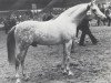 stallion Hamid EAO (Arabian thoroughbred, 1972, from Hamdan II EAO)