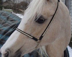 Zuchtstute Hogewald's Djony (Nederlands Rijpaarden en Pony, 1983, von Twickel's Julius)