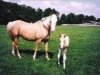 Zuchtstute Oosthoek's Marlene (Nederlands Rijpaarden en Pony, 1986, von Baccarat ox)