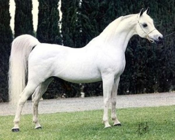 stallion ET Crown Prince ox (Arabian thoroughbred, 1977, from The Egyptian Prince 1967 ox)