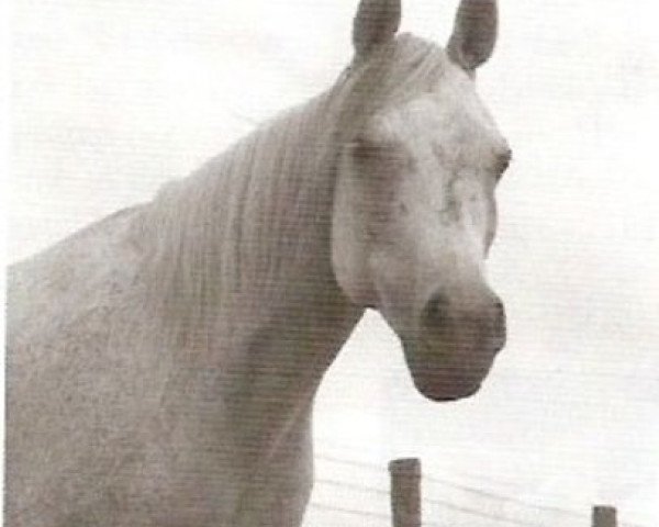 broodmare Ansata Sabiha 1968 EAO (Arabian thoroughbred, 1968, from Ansata Ibn Halima 1958 EAO)